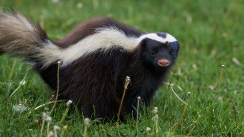 Skunk Removal 1
