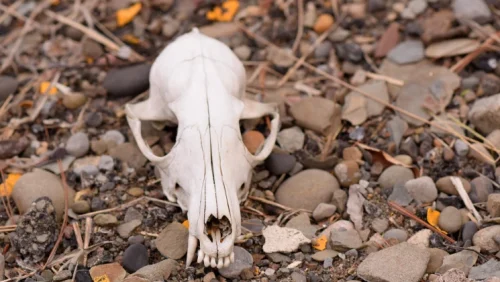 dead animals removal